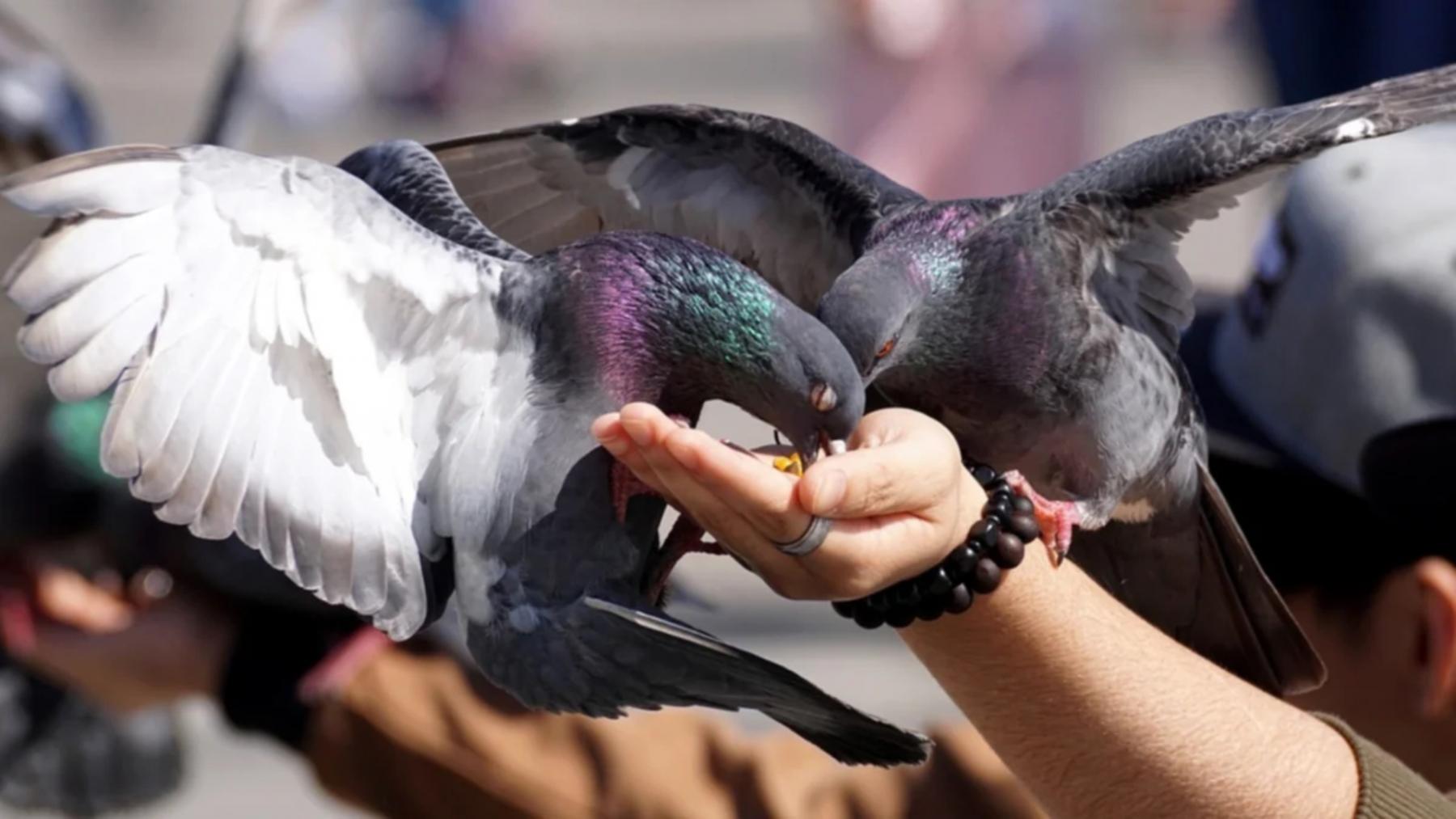 Ciudad alemana votó a favor de exterminar palomas con un método "controversial". Foto: Pixabay